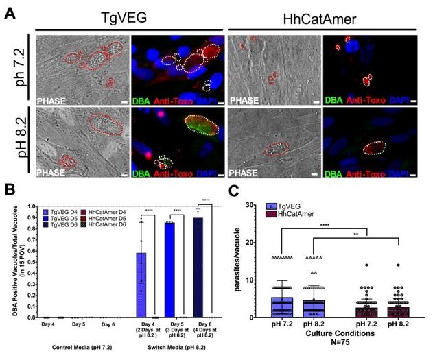 Toxoplasma gondii Antibody in Immunocytochemistry (ICC/IF)