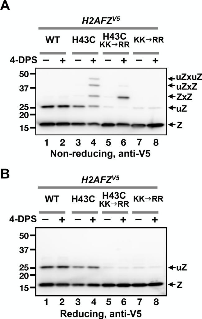 V5 Tag Antibody in Western Blot (WB)