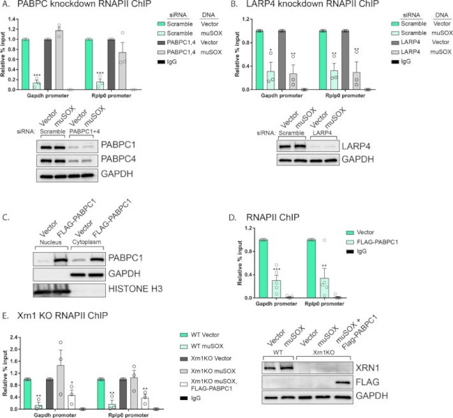 LARP4 Antibody in Western Blot (WB)