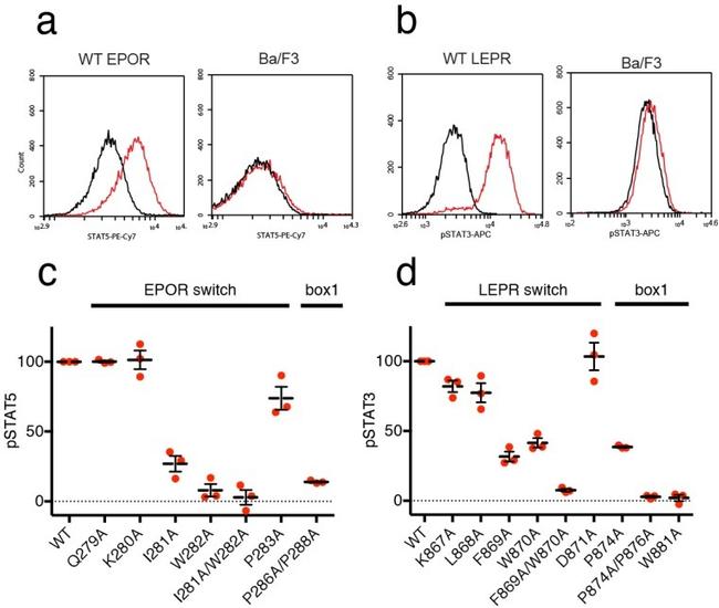 Phospho-STAT5 (Tyr694) Antibody in Flow Cytometry (Flow)