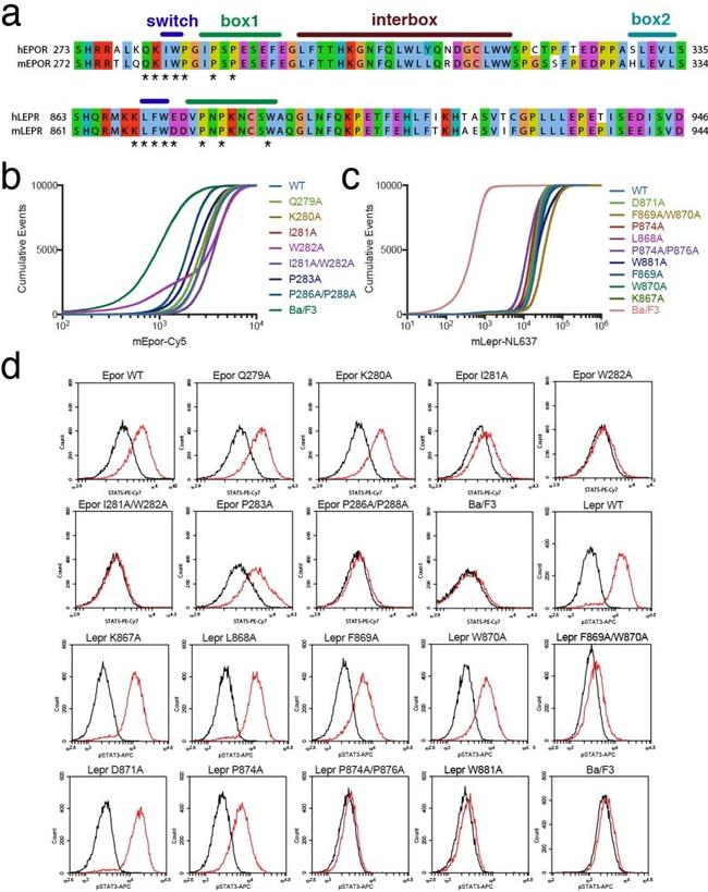 Phospho-STAT5 (Tyr694) Antibody in Flow Cytometry (Flow)