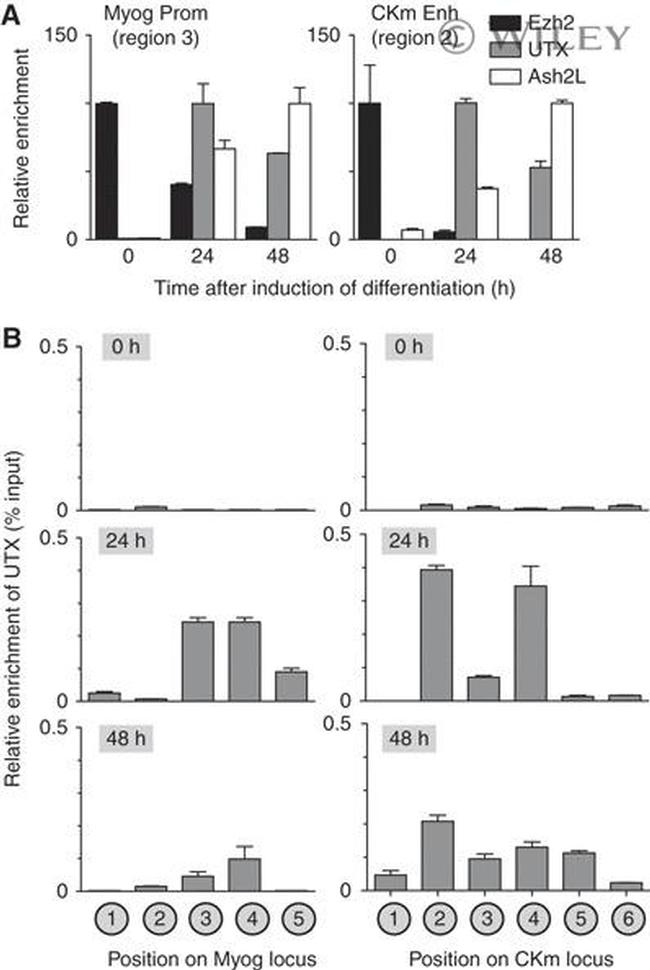 EZH2 Antibody in ChIP Assay (ChIP)