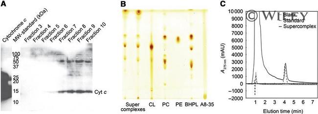 Cytochrome C Antibody in Western Blot (WB)