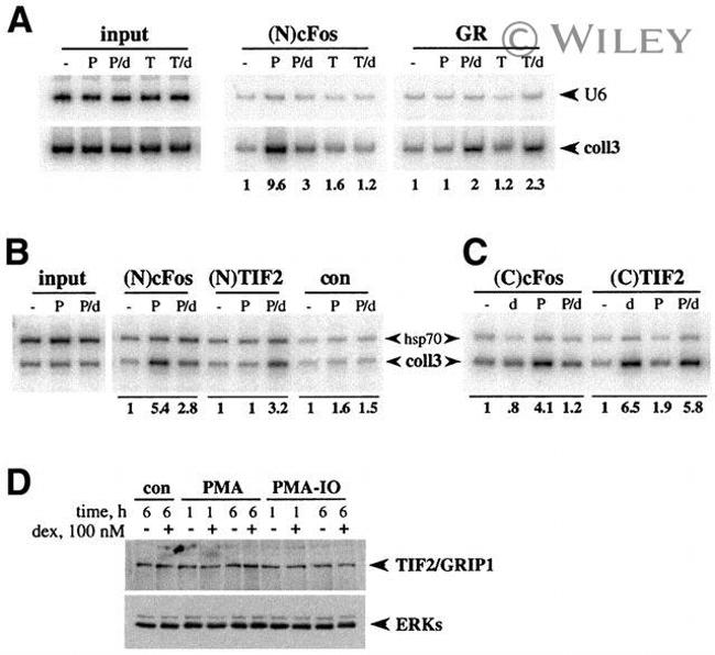 SRC2 Antibody in Western Blot, ChIP Assay (WB, ChIP)