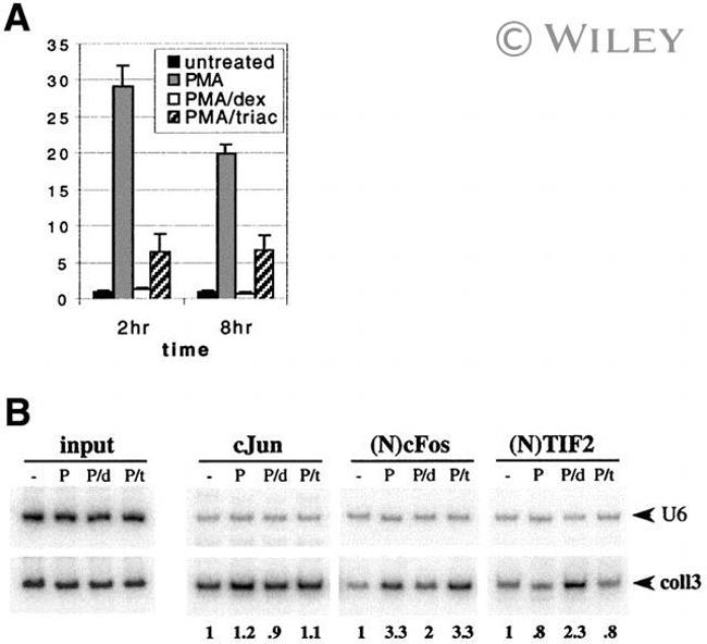 SRC2 Antibody in ChIP Assay (ChIP)