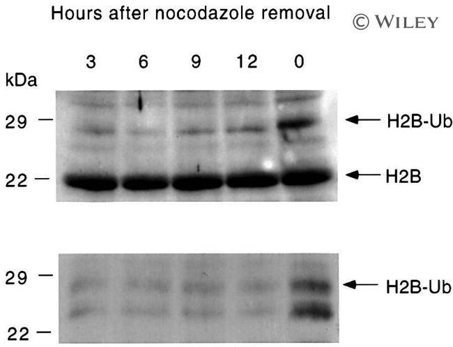 Ubiquitin Antibody in Western Blot (WB)