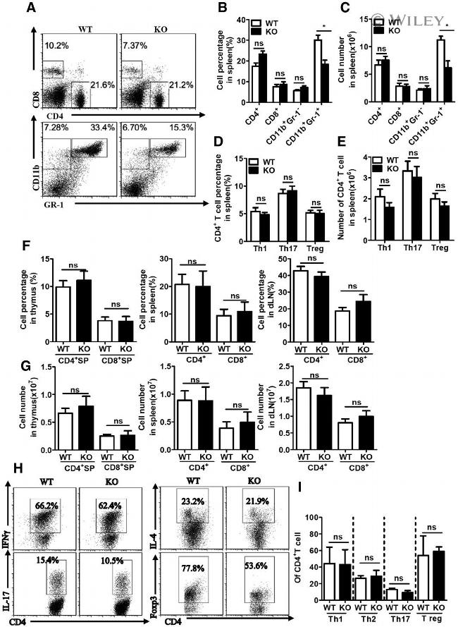 IFN gamma Antibody in Flow Cytometry (Flow)