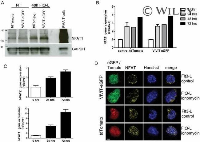 NFATC2 Antibody in Western Blot (WB)