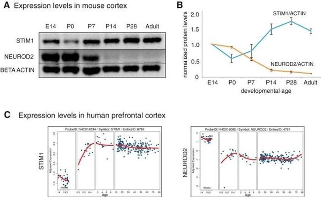 beta Actin Antibody in Western Blot (WB)