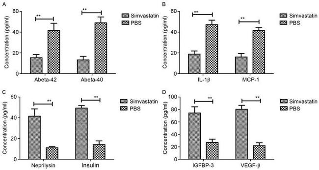 IDE Antibody