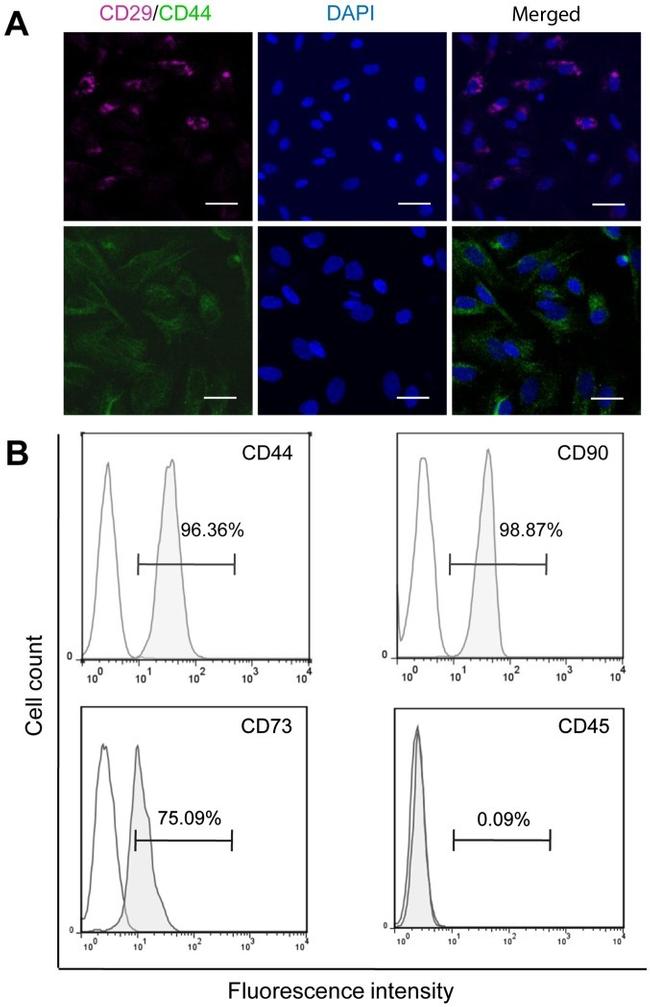 CD73 Antibody in Flow Cytometry (Flow)