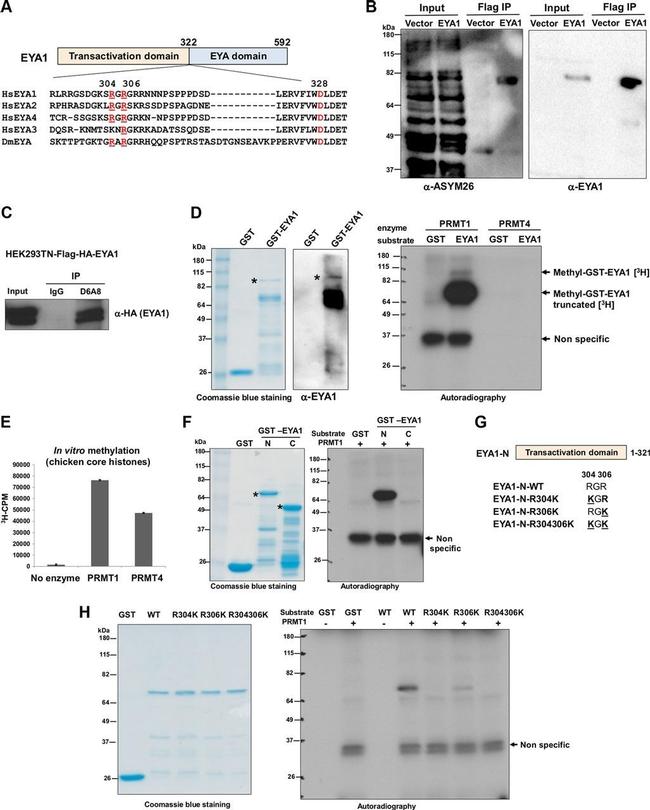 DYKDDDDK Tag Antibody in Immunoprecipitation (IP)