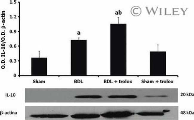 IL-10 Antibody in Western Blot (WB)