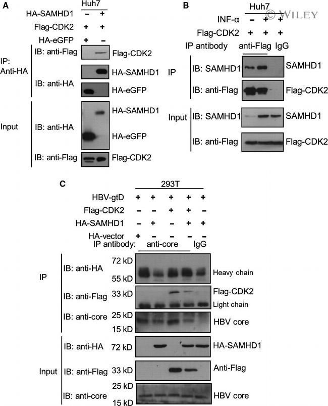 DYKDDDDK Tag Antibody in Western Blot (WB)