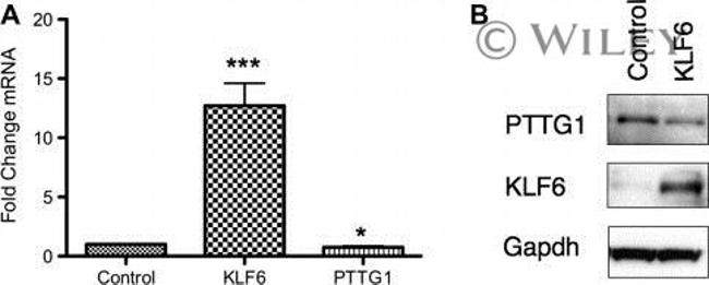 Securin Antibody in Western Blot (WB)