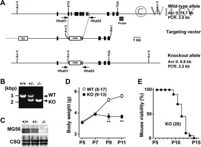 Calsequestrin Antibody in Western Blot (WB)