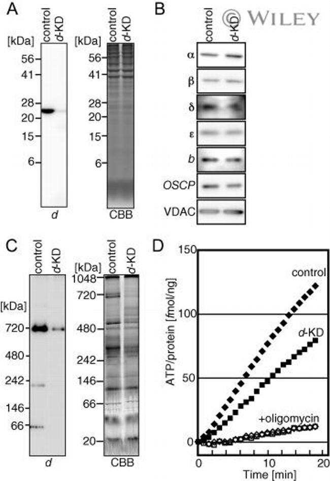 ATP5H Antibody in Western Blot (WB)