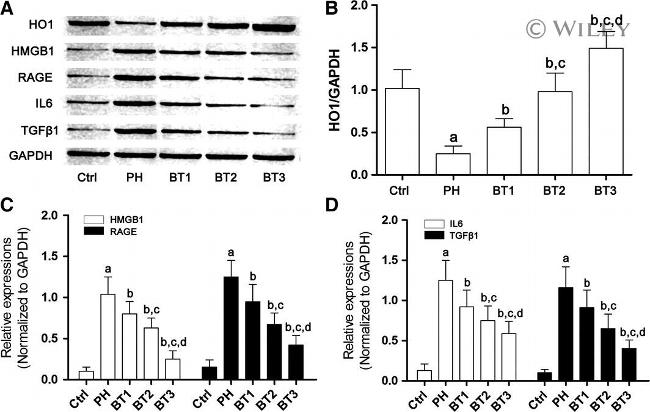 HMOX1 Antibody in Western Blot (WB)