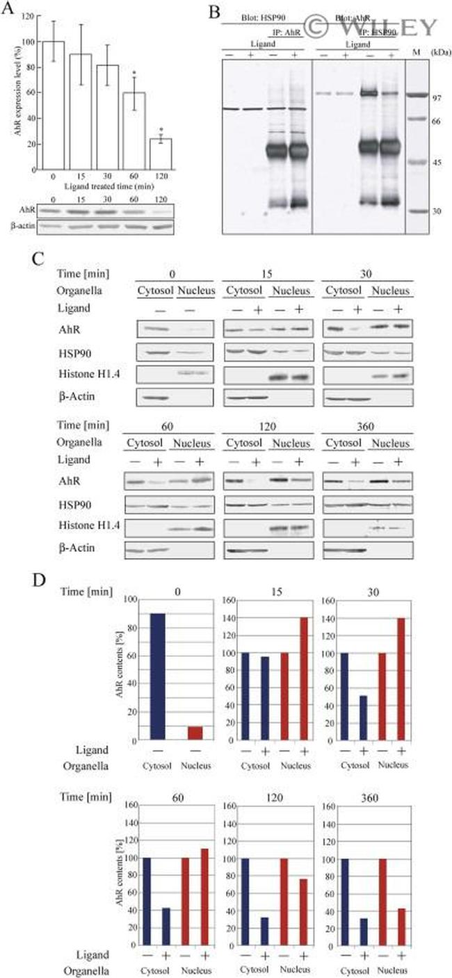 AHR Antibody in Western Blot, Immunoprecipitation (WB, IP)