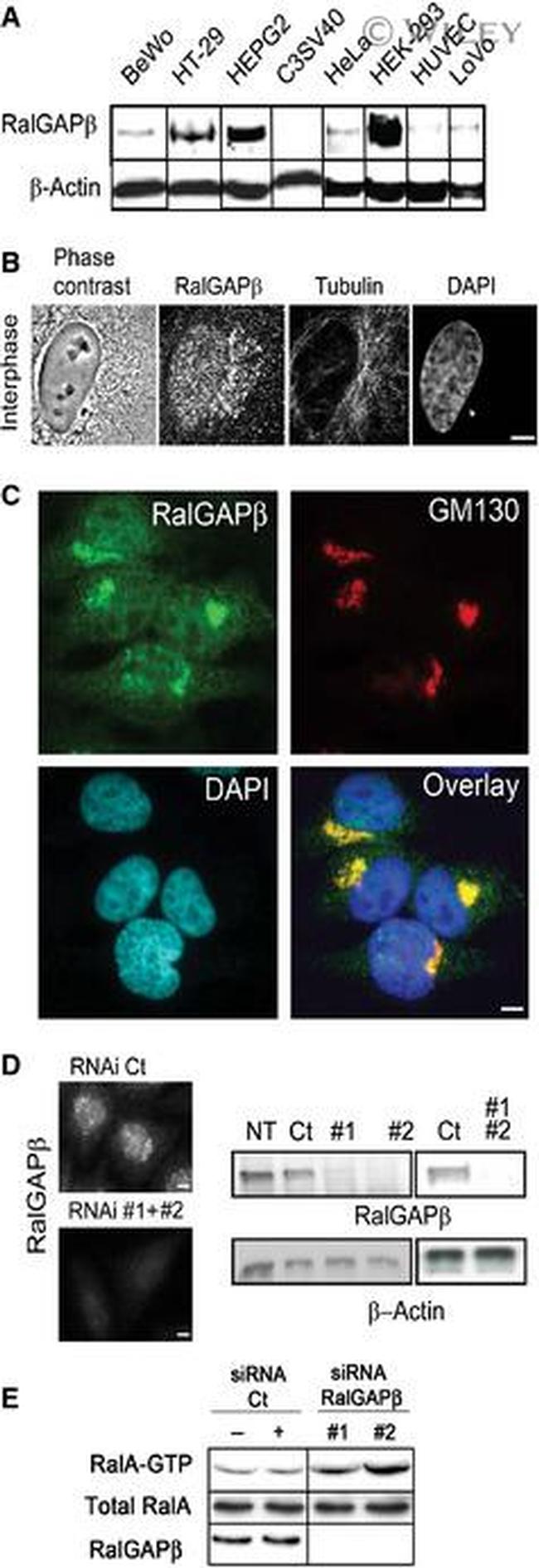 alpha Tubulin Antibody in Immunocytochemistry (ICC/IF)