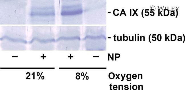 Carbonic Anhydrase IX Antibody in Western Blot (WB)