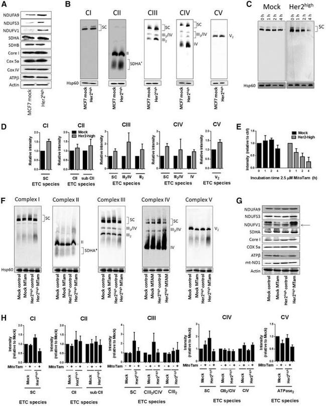 NDUFA9 Antibody in Western Blot (WB)