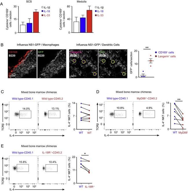 IL-4 Antibody in Flow Cytometry (Flow)