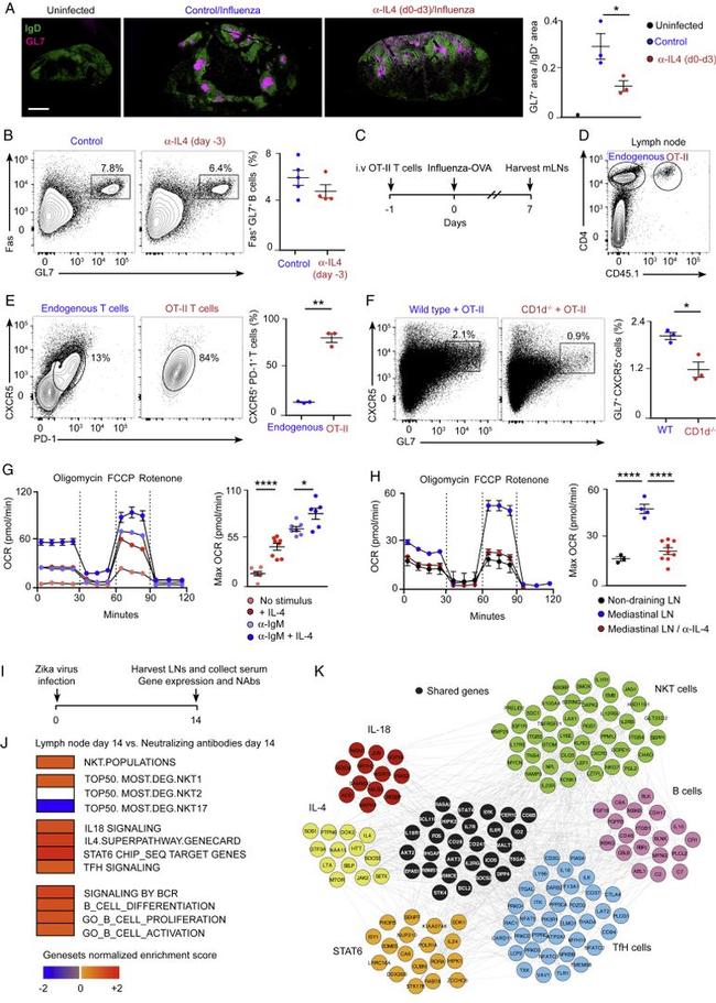 CD95 (APO-1/Fas) Antibody in Flow Cytometry (Flow)