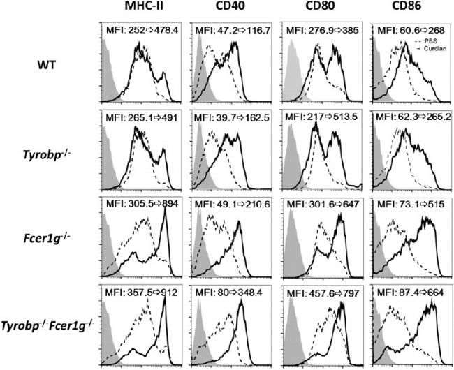 MHC Class II I-Ab Antibody in Flow Cytometry (Flow)