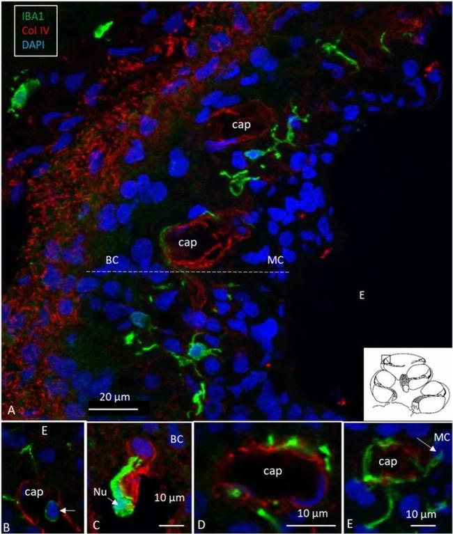 IBA1 Antibody in Immunohistochemistry (IHC)