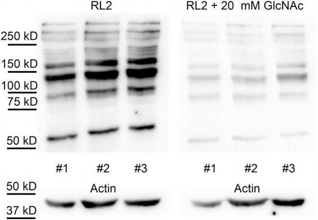 O-linked N-acetylglucosamine (O-GlcNAc) Antibody in Western Blot (WB)