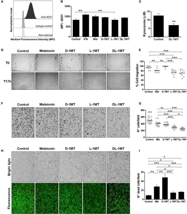 IDO Antibody in Flow Cytometry (Flow)