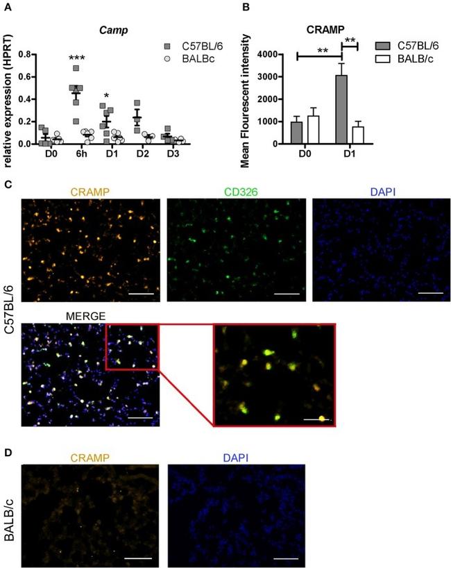 CD326 (EpCAM) Antibody in Immunohistochemistry (IHC)