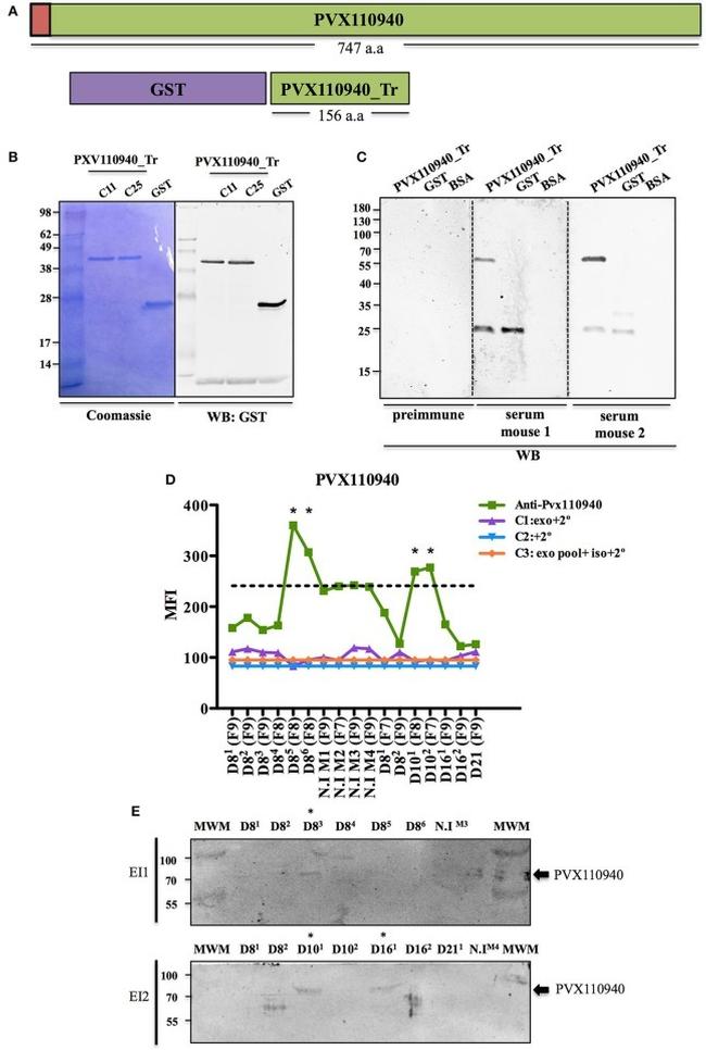 GST Tag Antibody in Western Blot (WB)