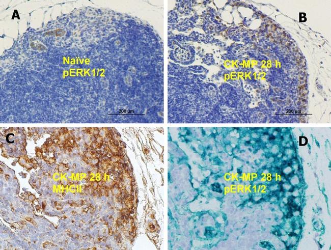 CD74 Antibody in Immunohistochemistry (Paraffin) (IHC (P))