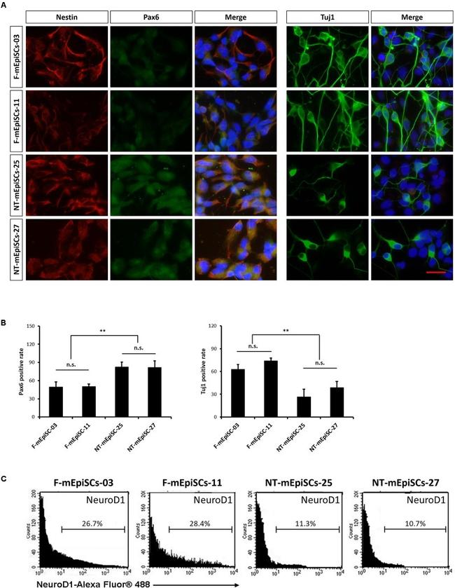 PAX6 Antibody in Immunocytochemistry (ICC/IF)