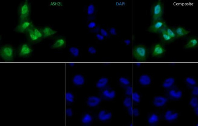 ASH2L Antibody in Immunocytochemistry (ICC/IF)