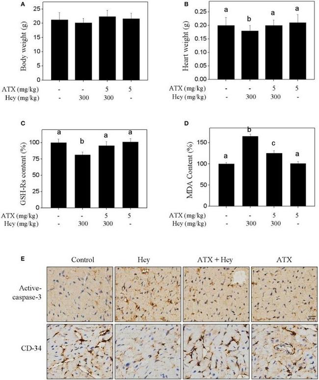 CD34 Antibody in Immunohistochemistry (IHC)