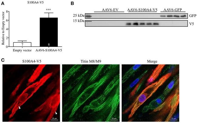 V5 Tag Antibody in Western Blot (WB)