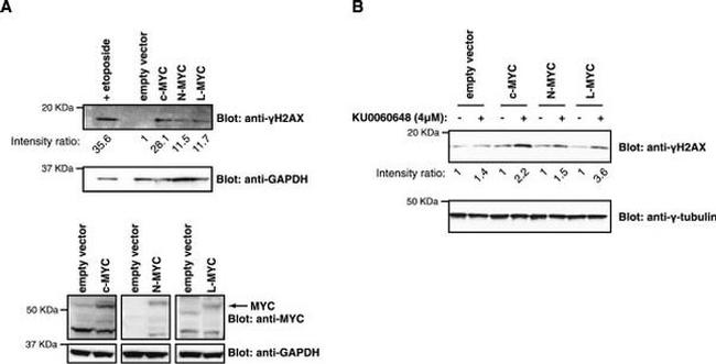 gamma Tubulin Antibody in Western Blot (WB)