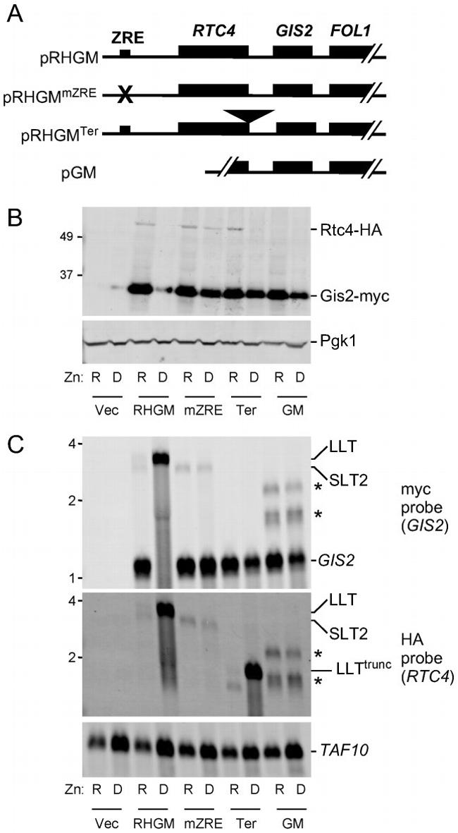 c-Myc Antibody in Western Blot (WB)