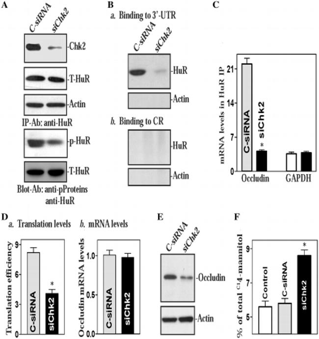 Phosphoserine/threonine/tyrosine Antibody in Western Blot (WB)