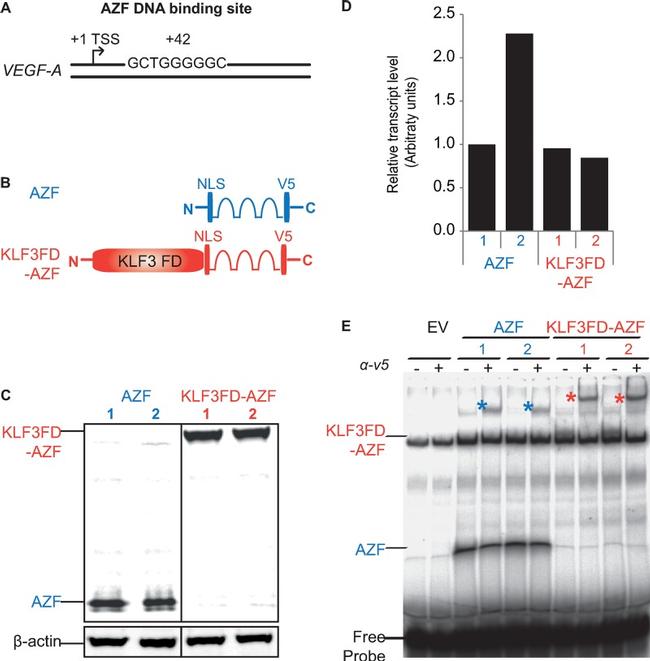 KLF3 Antibody in Gel Shift (GS)