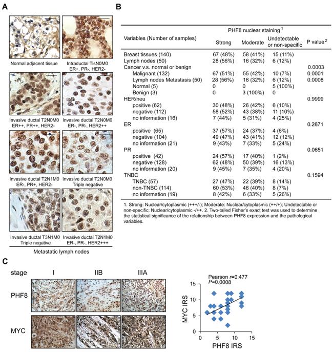 c-Myc Antibody in Immunohistochemistry (IHC)