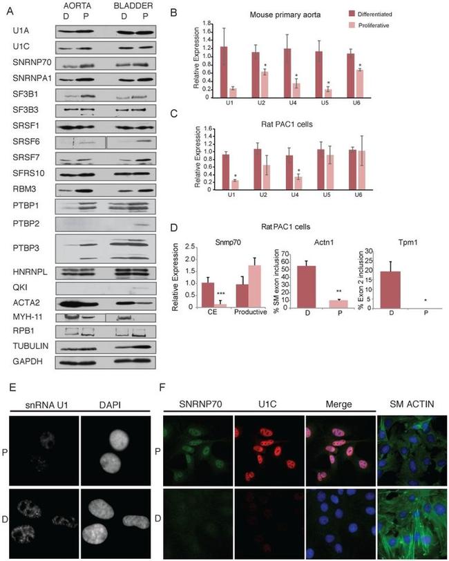 PTBP1 Antibody in Western Blot (WB)