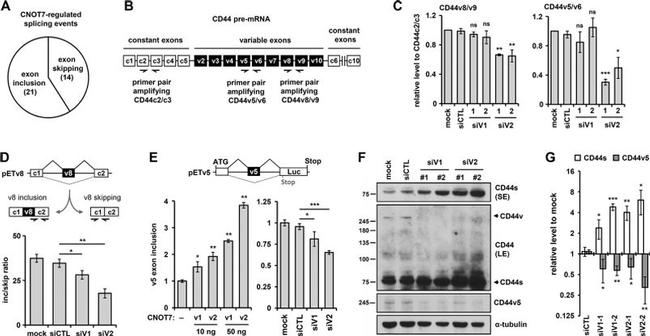 CD44var (v5) Antibody in Western Blot (WB)