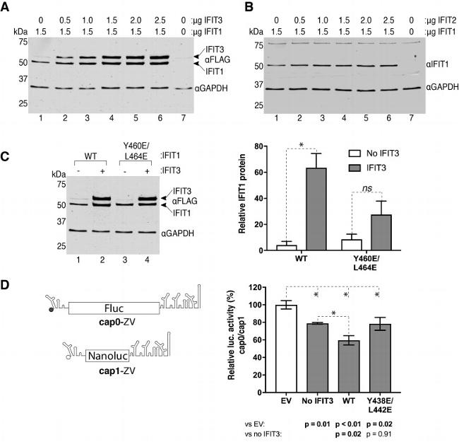 IFIT3 Antibody in Western Blot (WB)