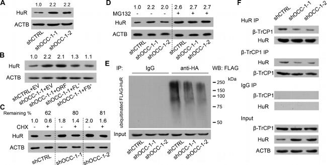 BTRC Antibody in Western Blot (WB)