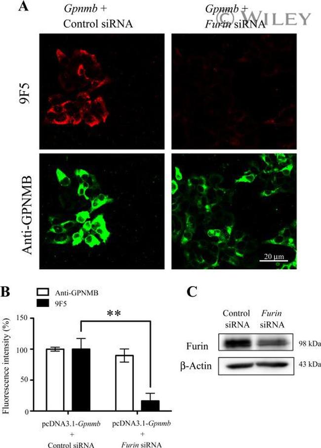 Furin Antibody in Western Blot (WB)