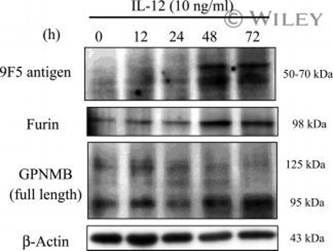 Furin Antibody in Western Blot (WB)